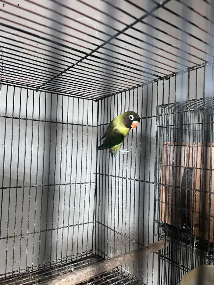 PB Euwing Jantan Dewasa Semi dakocan