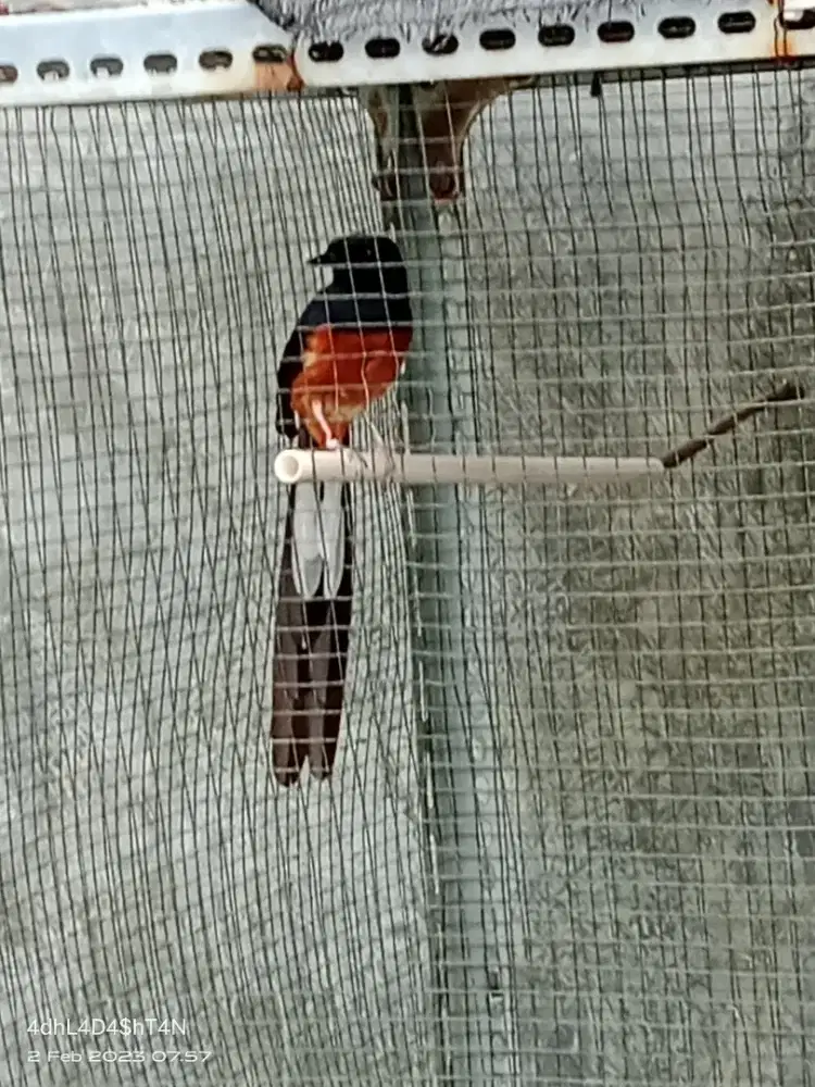 murai batu dubur putih