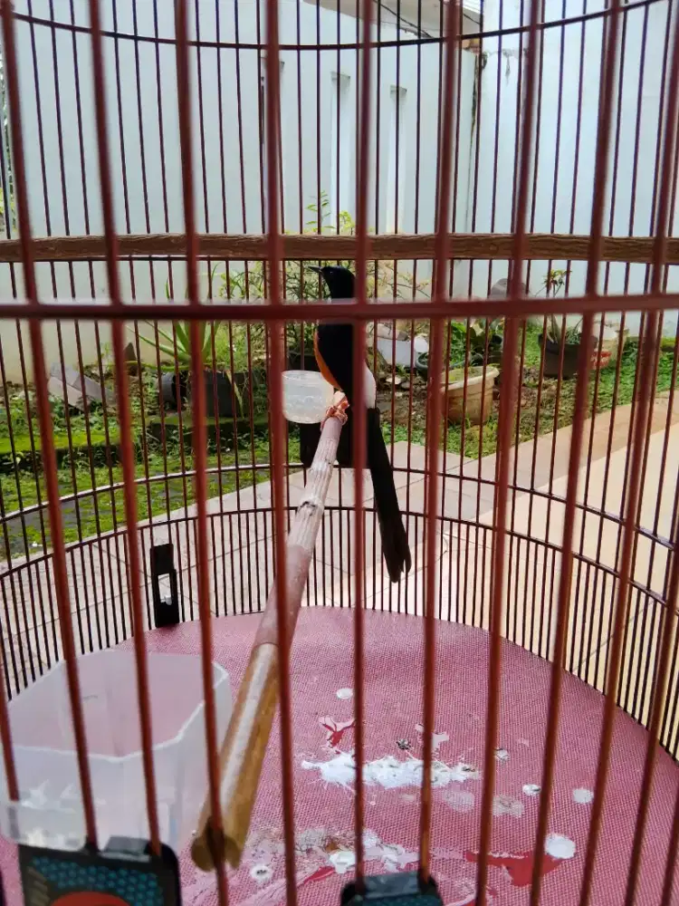 Murai eks prestasi mapan pe 18