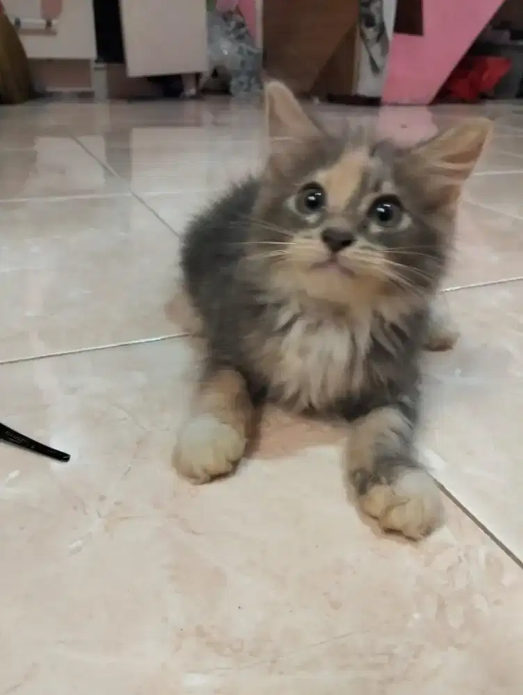 Kucing kitten persia mix mainecoon / himalaya / anggora / peaknose