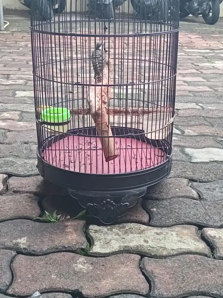 Burung pelatuk masteran murai