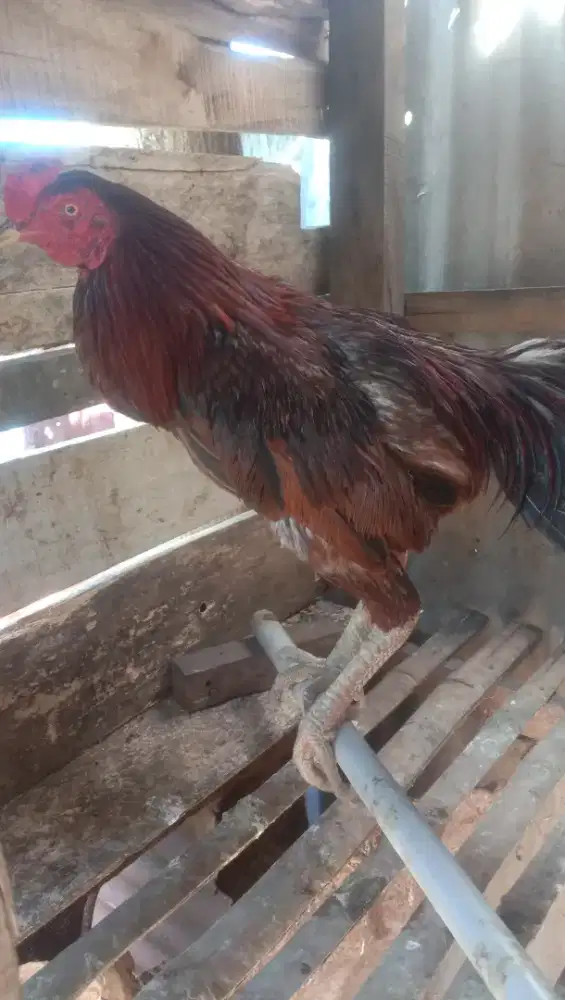 Jual ayam Siam jantan