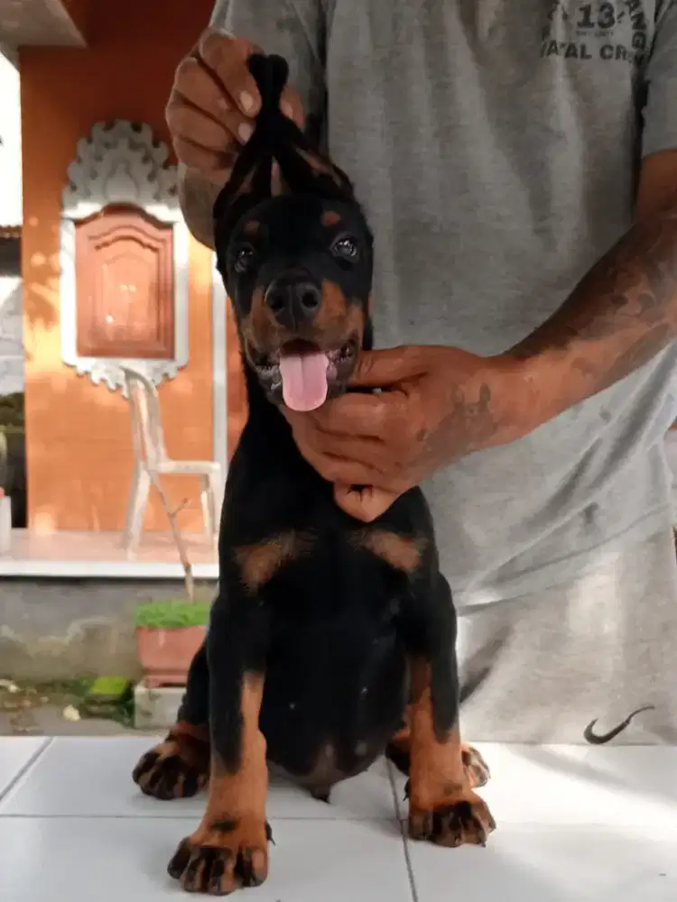 Doberman pincher