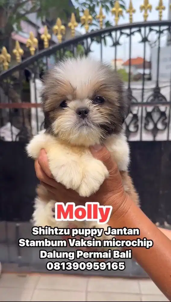 Shihtzu jantan stambum