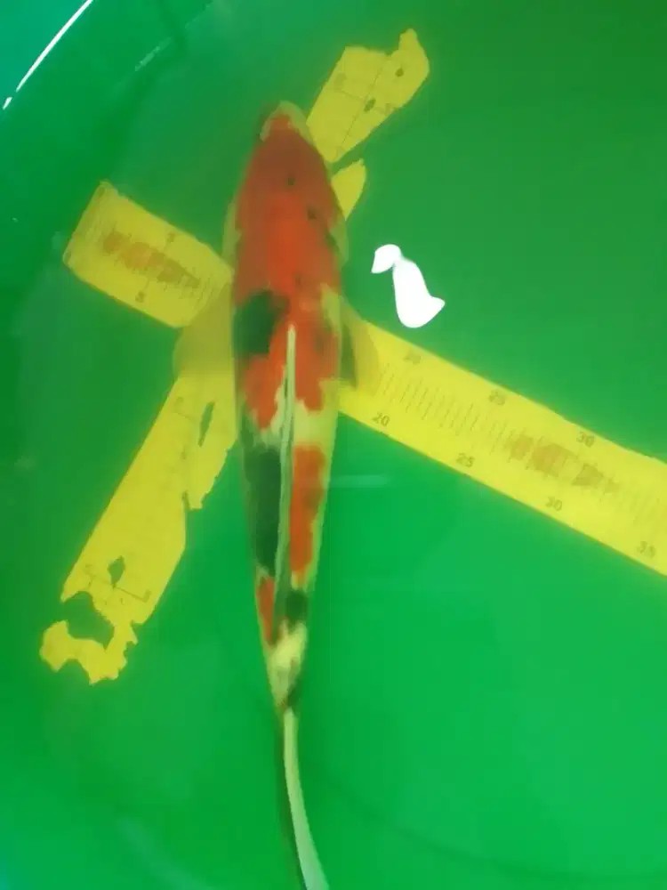 Ikan koi jenis Showa 40cm pola original