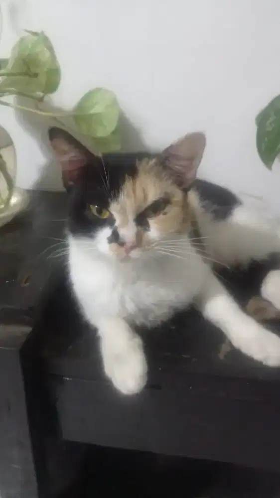 Adopsi kucing calico betina