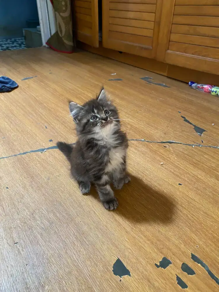 Kucing Persia Mix Mainecoon