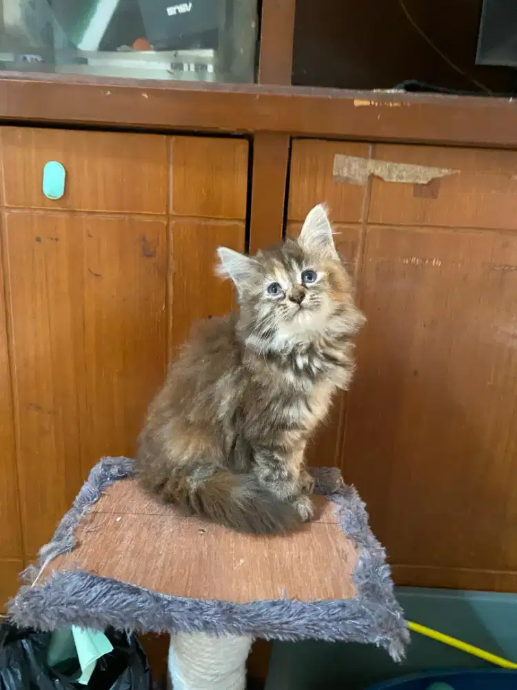 Kucing Persia Mix Mainecoon