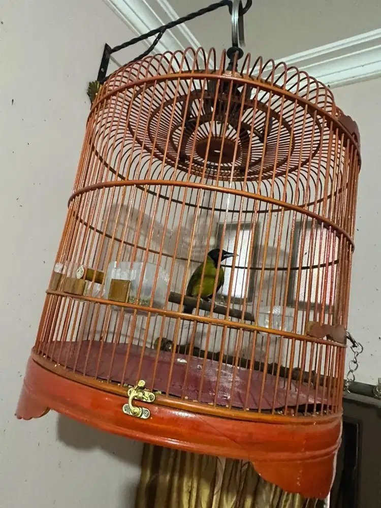 Burung Samyong Fullset