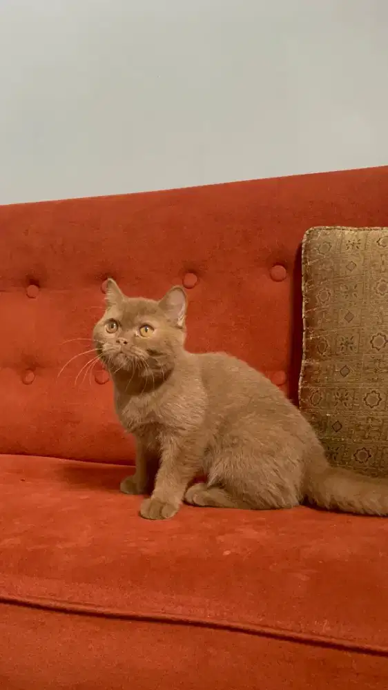 Kitten BSH Cinnamon Ped WCF