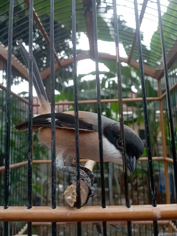 Burung pentet jatim mapan rajin isian lovebird