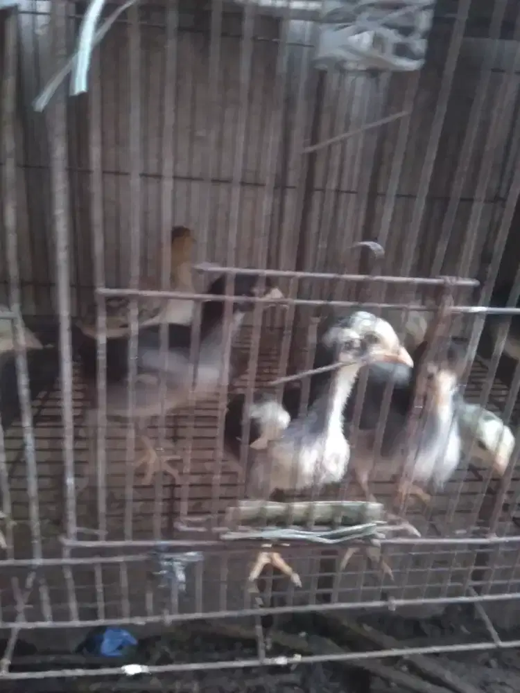 Anak ayam Bangkok 4 ekor