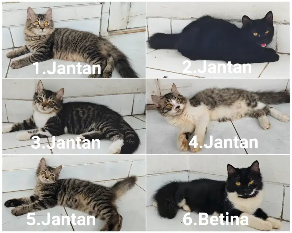 Kitten Persia Jantan/Betina 4 bln