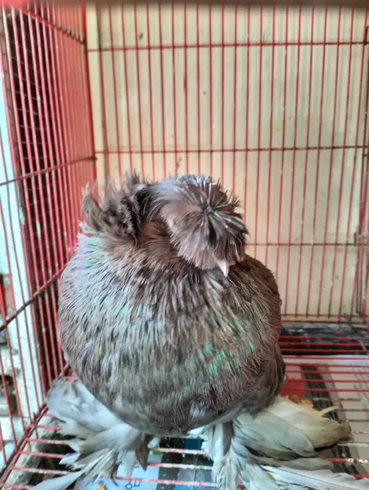 Merpati Bokhara Jantan