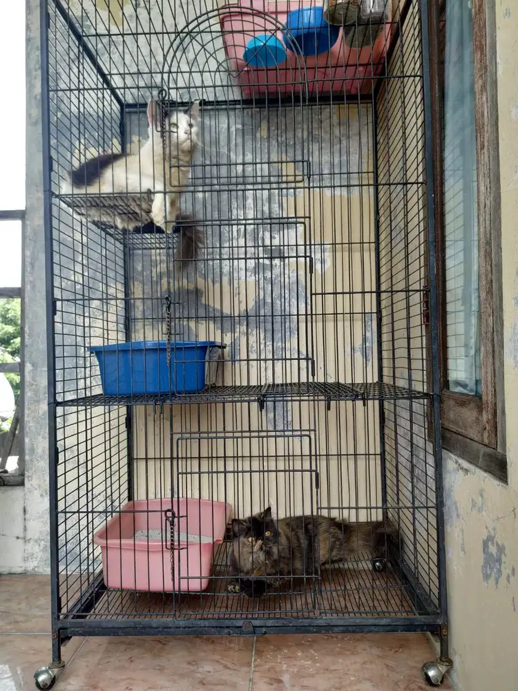 Kucing Persia Peaknose Betina & Kucing Mainecoon Betina