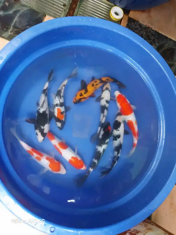 Paketan ikan koi 25-27cm