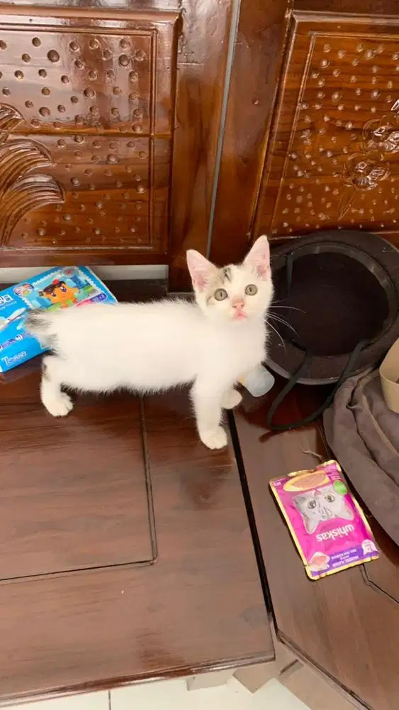 Kucing Kitten 3 Bulan