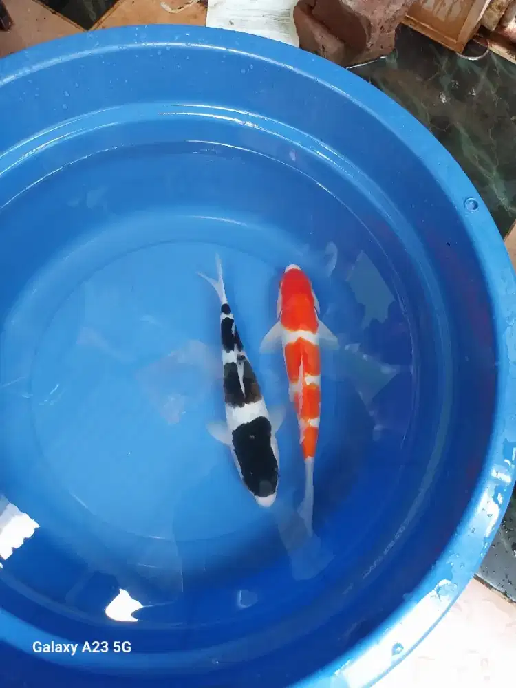 Ikan koi super 30cm