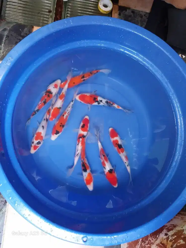 Ikan koi sanke 18-20cm