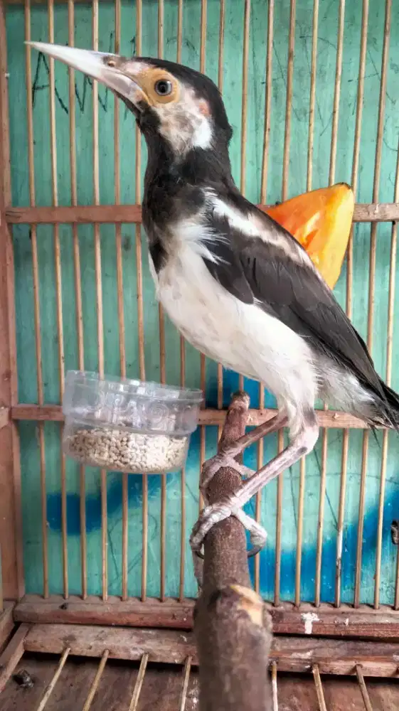 Jalak Suren Jawa Jantan Warna Blorok Mulus Badan Gede Rajin Bunyi