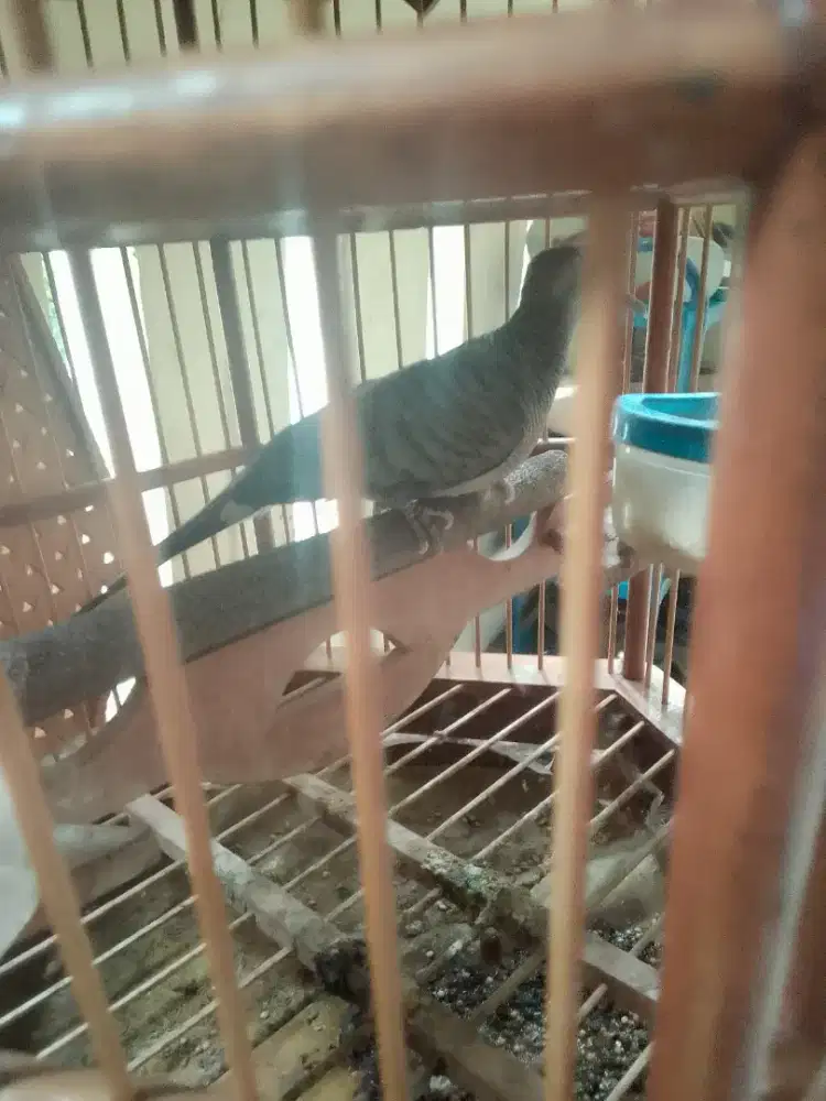 Burung perkutut lokal alam