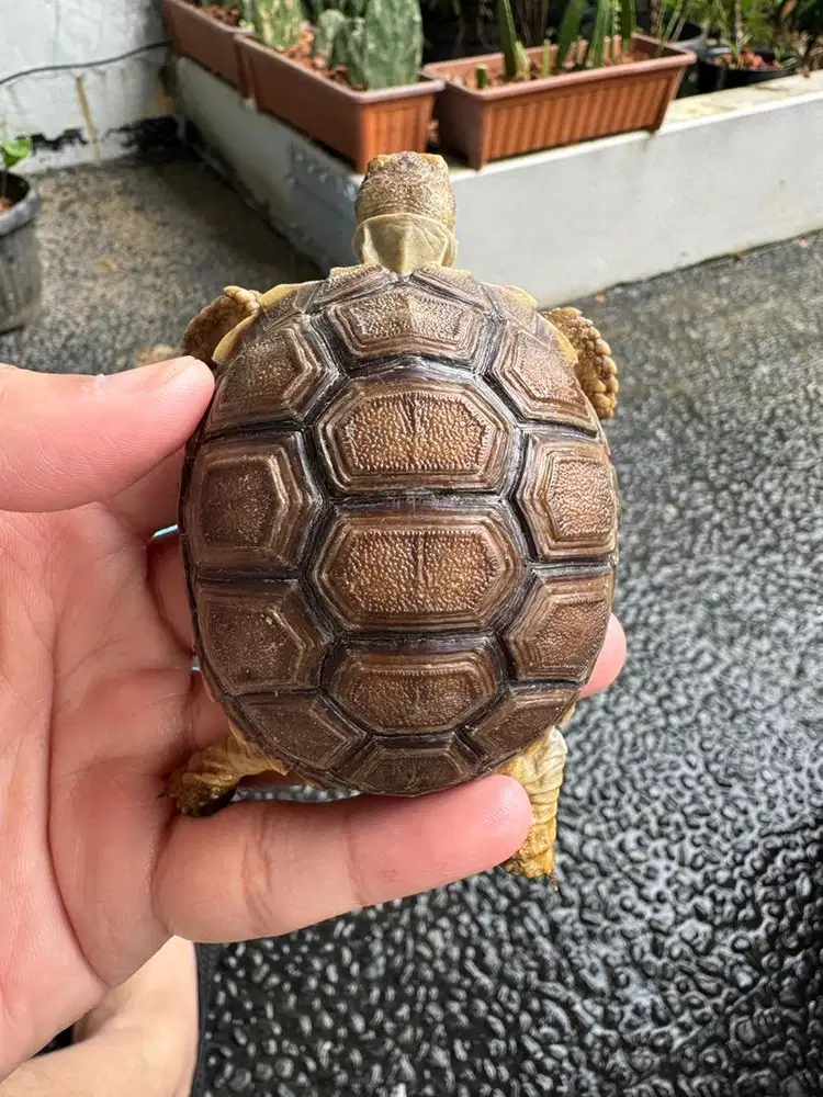 Sulcata Melanistic / Melanistik Gelap Coklat Unik