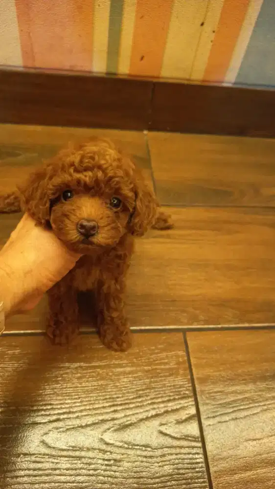 super red poodle male. dan female