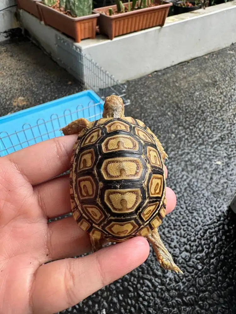 Pardalis Calon Snow Kode P001