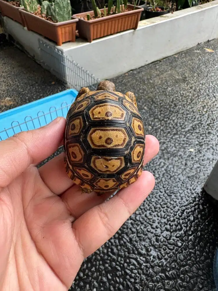 Pardalis Calon Snow Kode P002