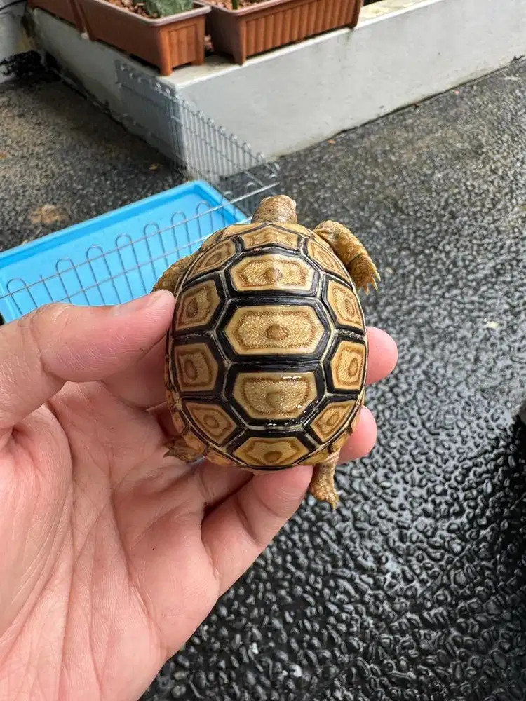 Pardalis Calon Snow Kode P003