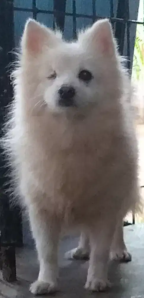 Pomeranian jantan & betina