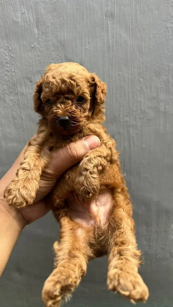 Puppy Poodle asli pure anakan