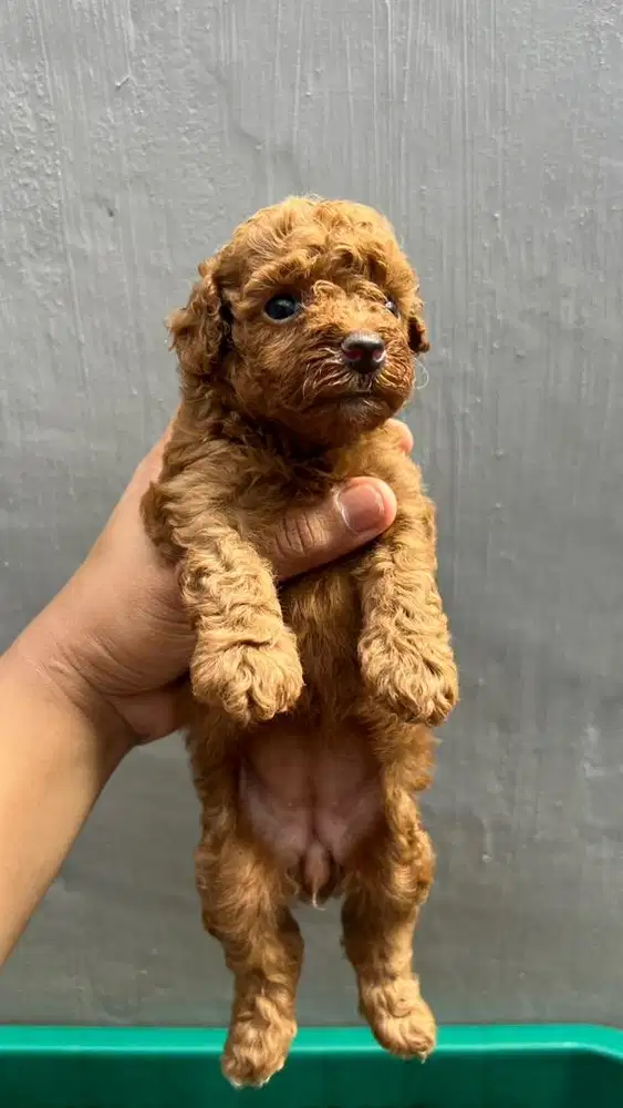Puppy Poodle asli pure anakan