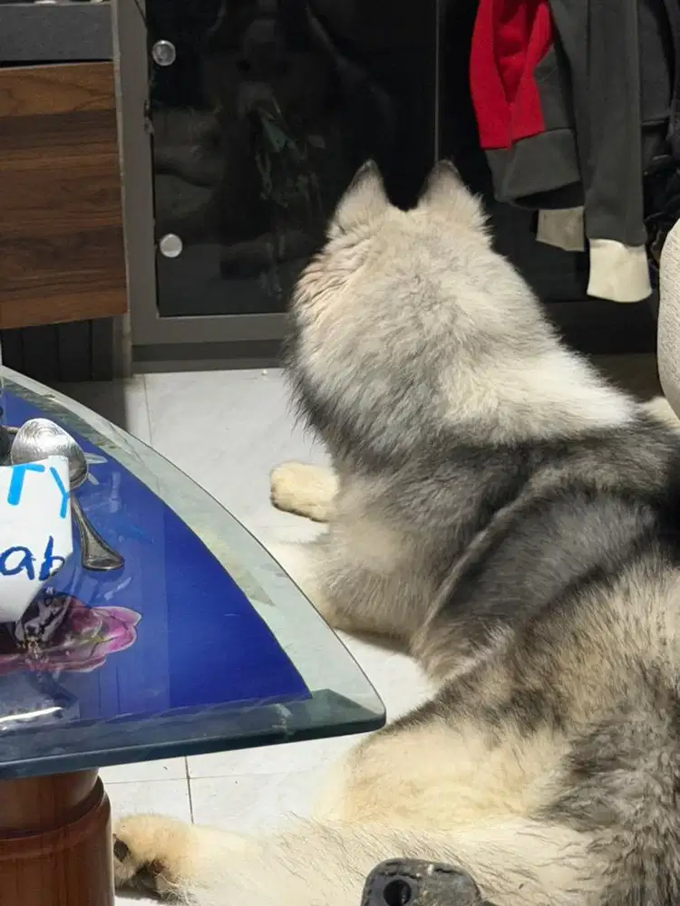 husky stb vaksin 7bulan