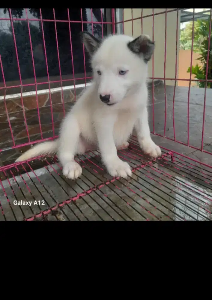 Husky mix Samoyed