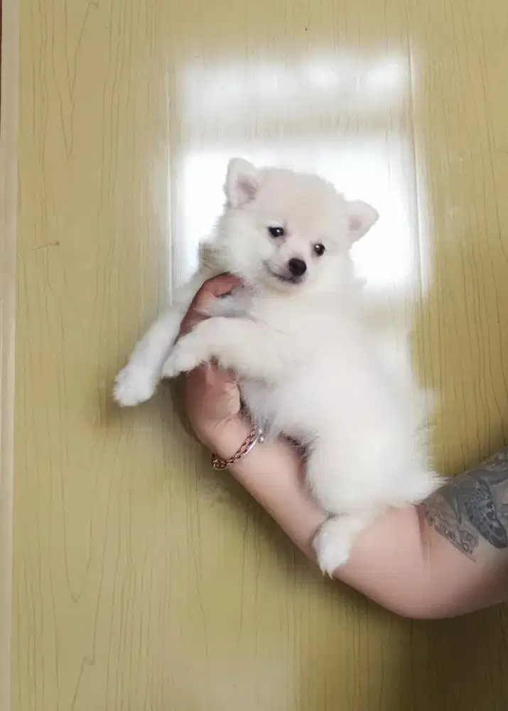 Minipom anakan 2bulan