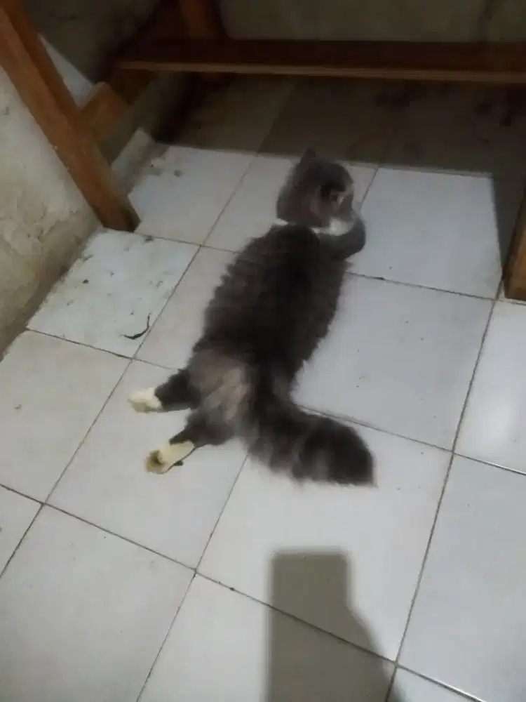 Kucing Persia medium ibu Persia BPK himalaya
