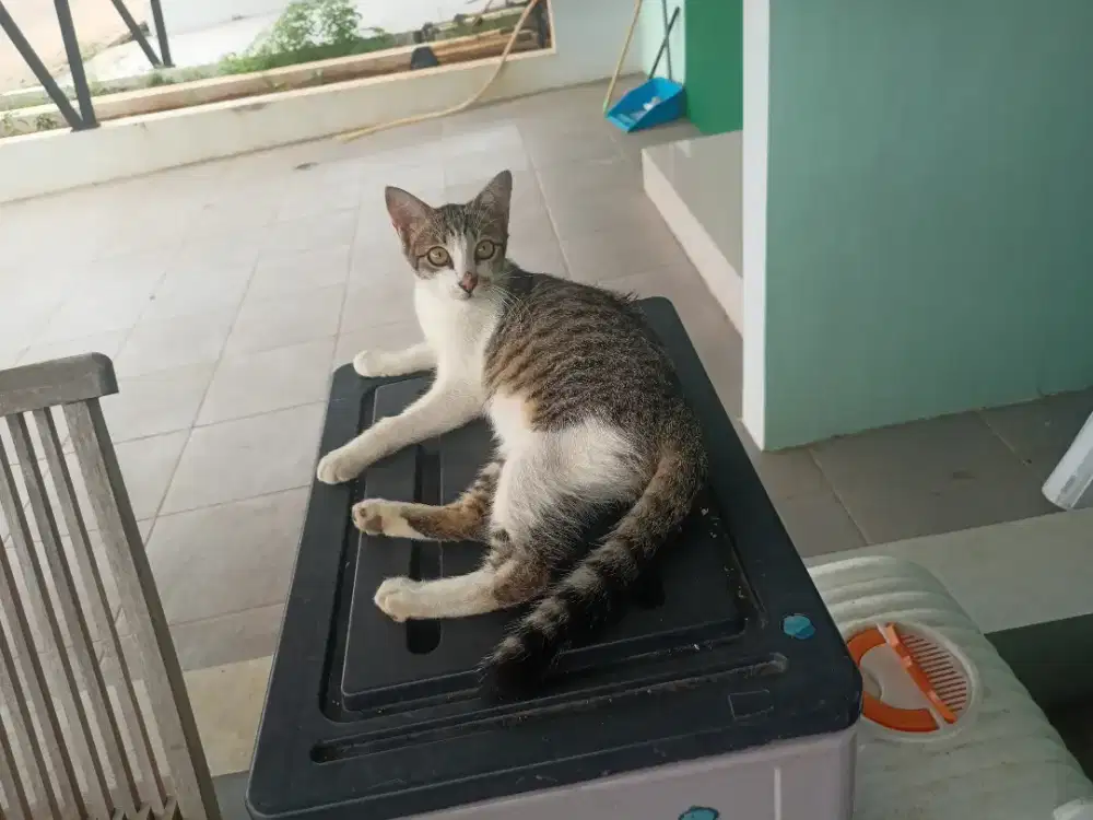 Lepas Adop Kucing Betina Cantik Usia 5 Bulan