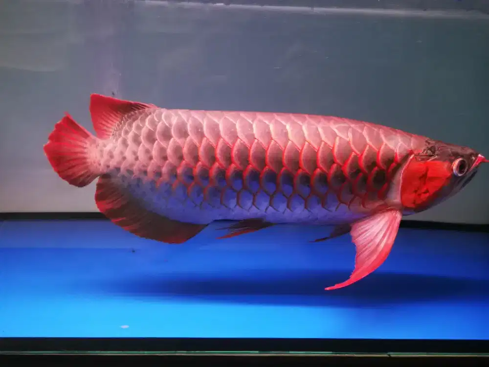 Super red Big Body 55cm up