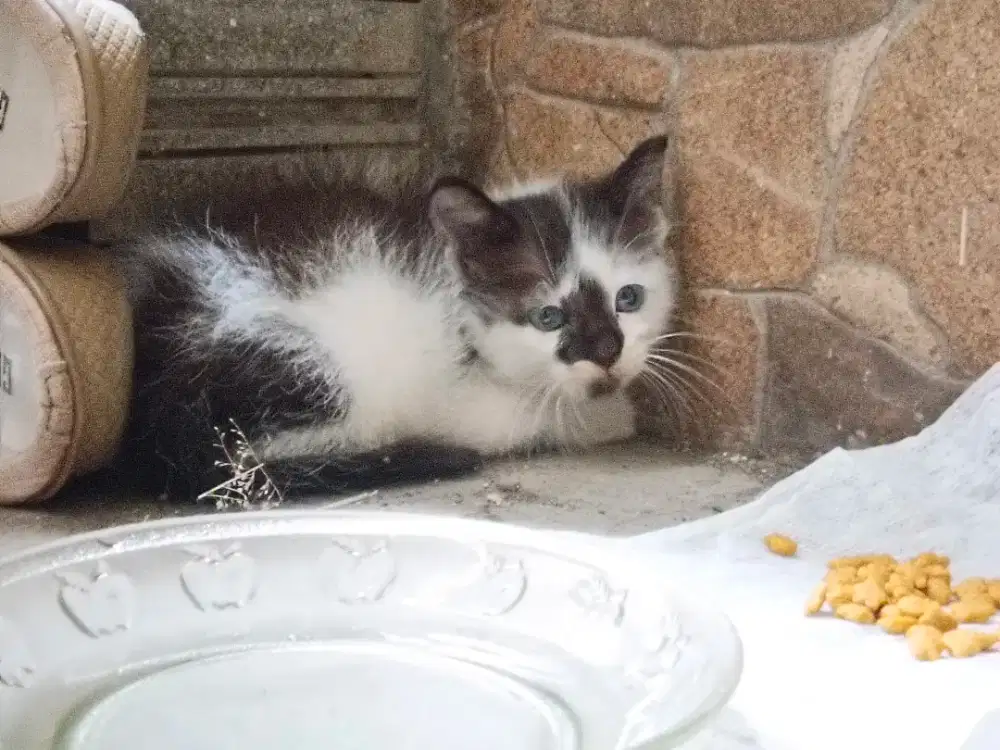 Jual Anakan Kucing Lucu