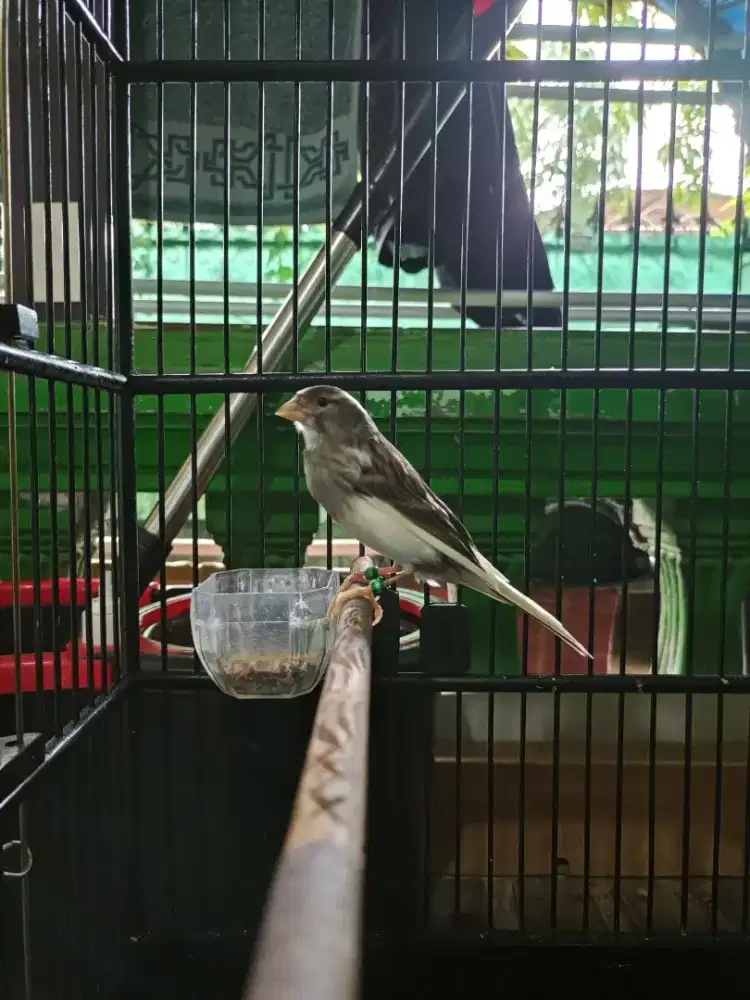 Di juaL kenari rajin