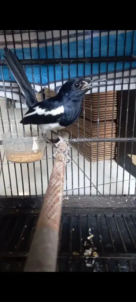 Kacer jabar 1 kali mabung