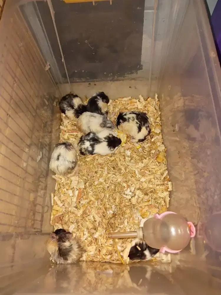 Hamster chambel panda