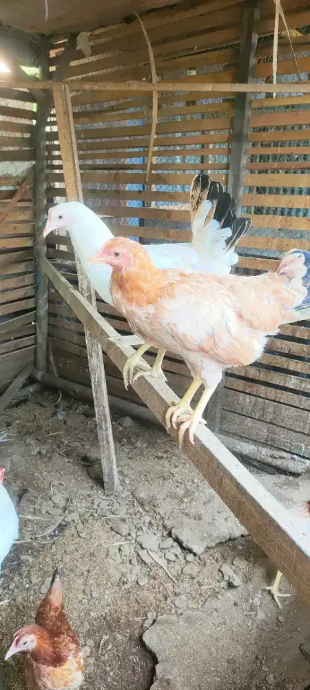 Jual Dere Elba 9 ekor betina dan Jantan 2 ekor