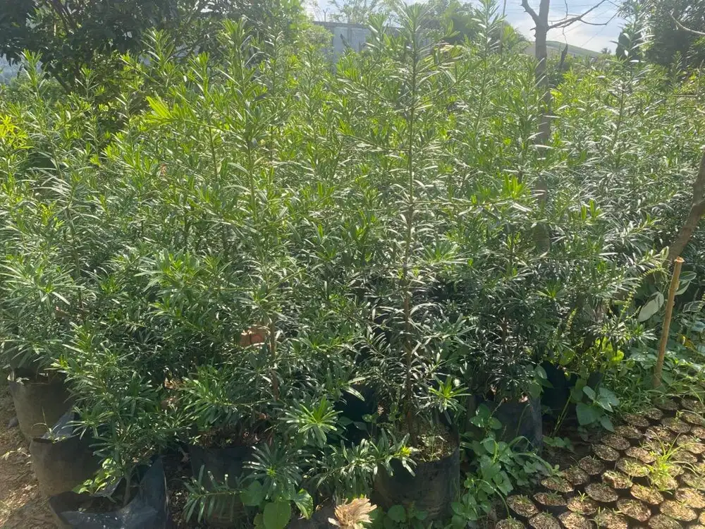 Tanaman Hias untuk pertamanan