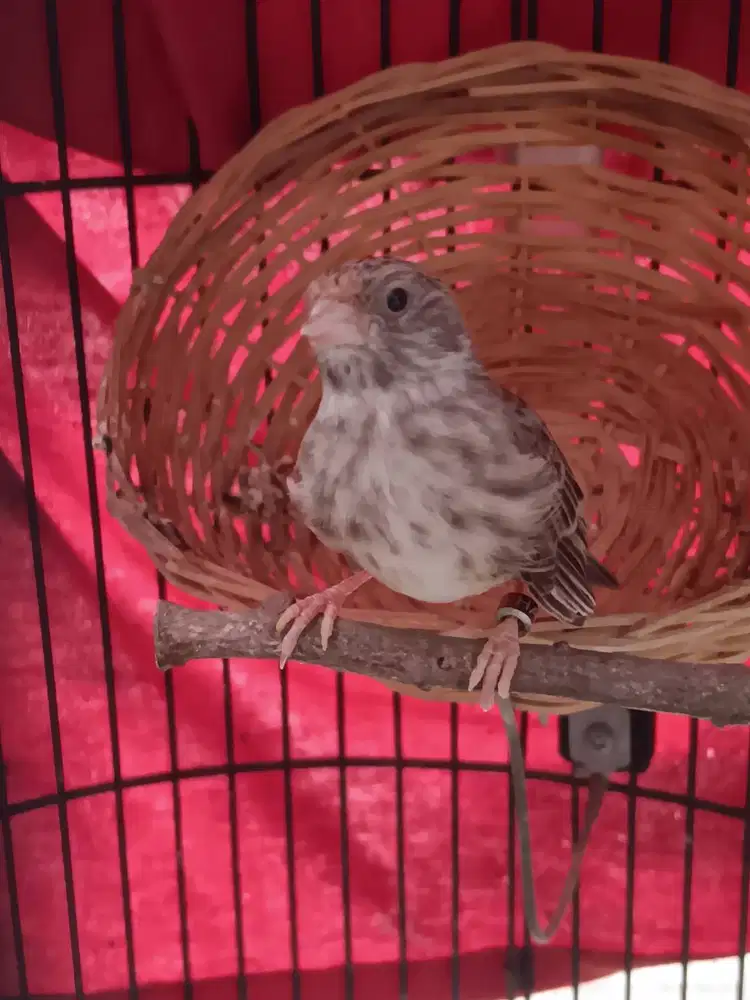 Burung SANGER Betina