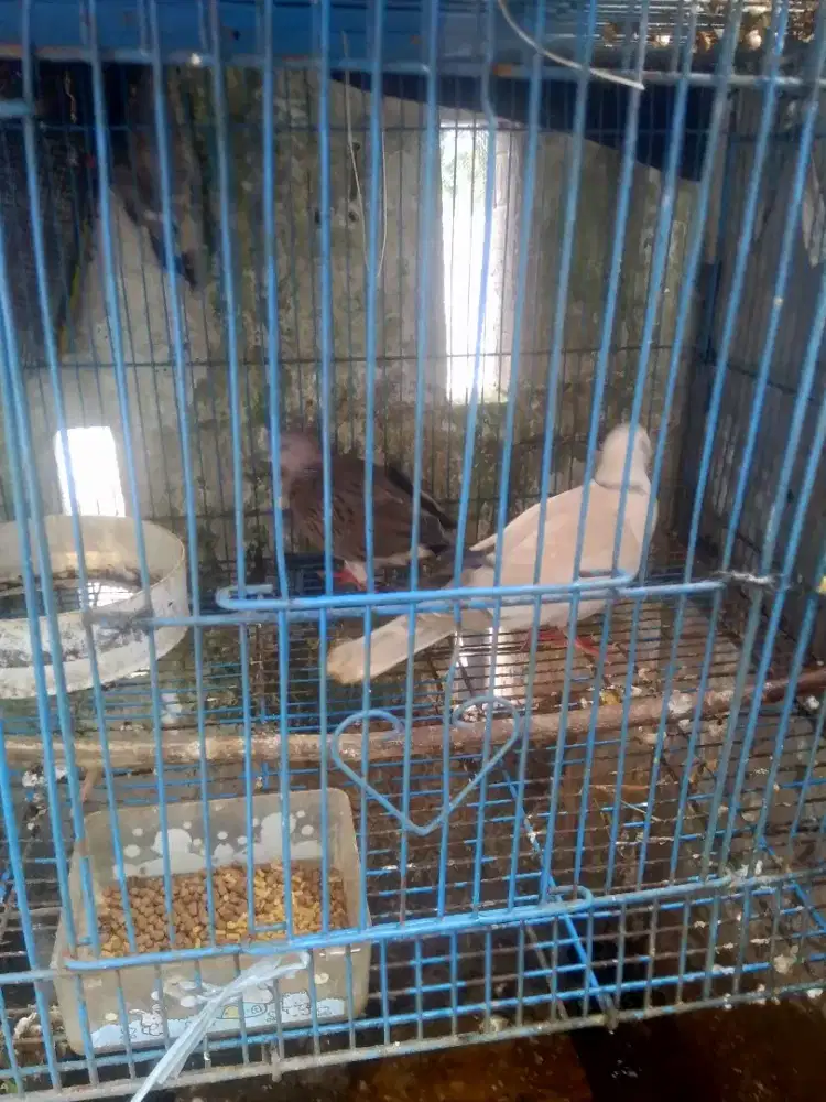 Burung puter tekukur sepasang
