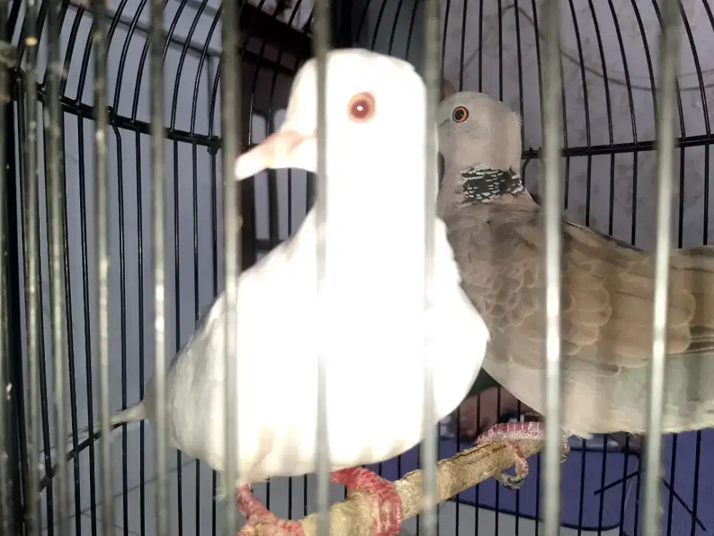 Burung Puter/Tekukur