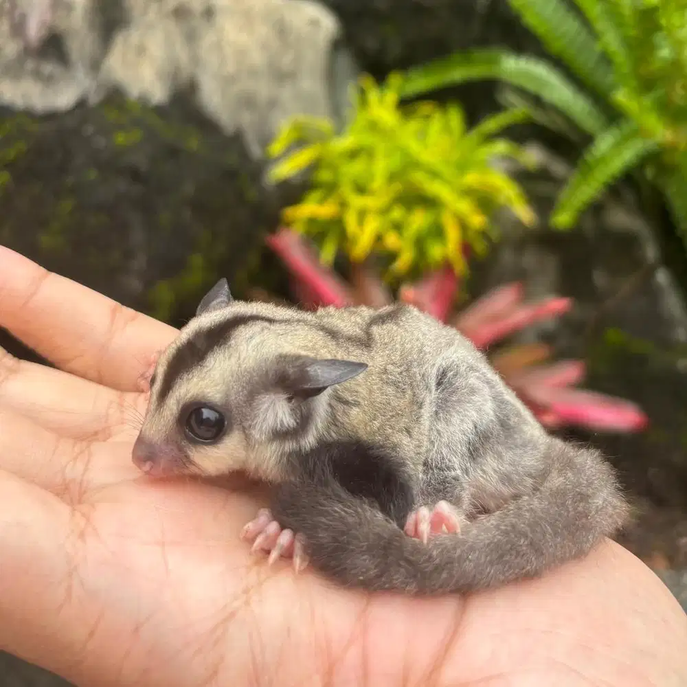 SUGAR GLIDER CLASSIC GREY HET PLATINUM BETINA JOEY