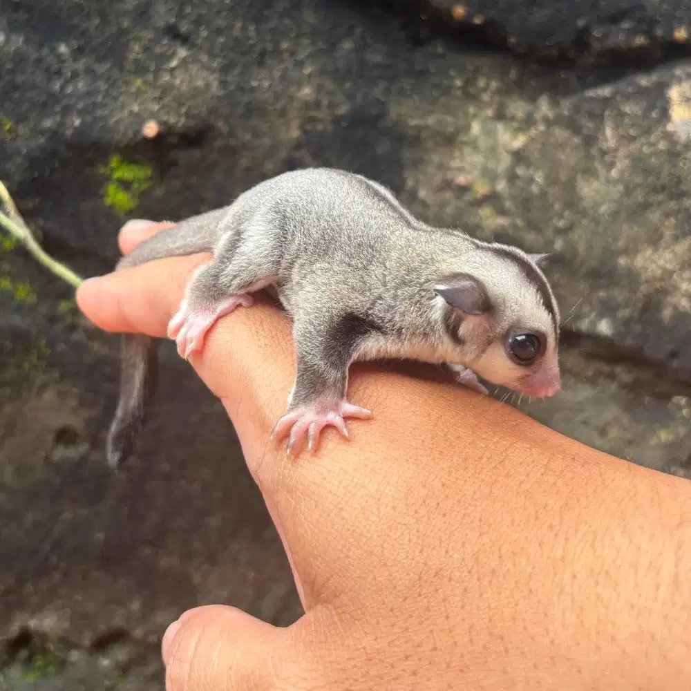 SUGAR GLIDER CLASSIC GREY HET PLATINUM JANTAN JOEY